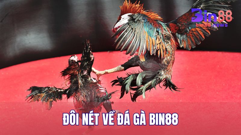Đôi nét về Đá Gà BIN88 - Trải nghiệm cược trực tuyến với Livestream sắc nét