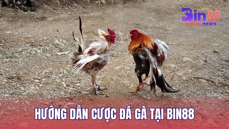 Các bước tham gia đặt cược đá gà trên BIN88 nhanh chóng