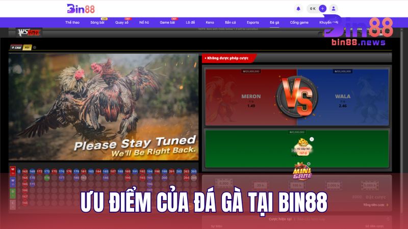 Ưu điểm khiến người chơi lựa chọn cược đá gà trực tuyến trên BIN88